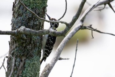 Avrasya Nuthatch (nuthatch sitta paea )