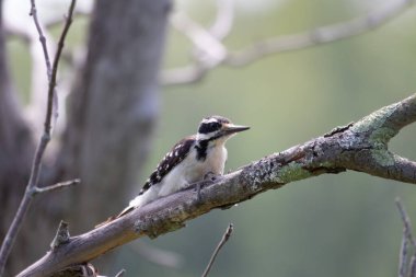Büyük benekli ağaçkakan (dendrocopos major) bir dal üzerinde