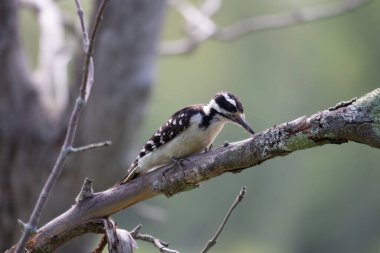 Büyük benekli ağaçkakan (Dendrocopos major )