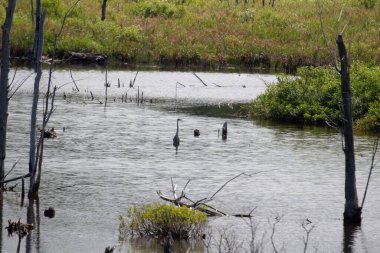 the beautiful landscape with a large pond and a river and the forest