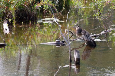 Nehirde bir ördek sürüsü