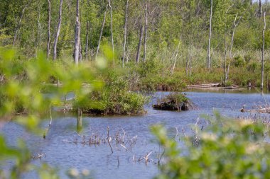 beautiful landscape with a tree and the water