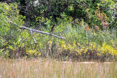 Gölde bataklık ve bataklık