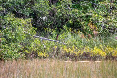 Florida 'da bataklık, Amerika