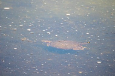 Göletin yüzeyinde ıslak bir kurbağanın yakın plan çekimi.