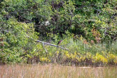 Bataklıktaki büyük karabatak kuşu, Florida