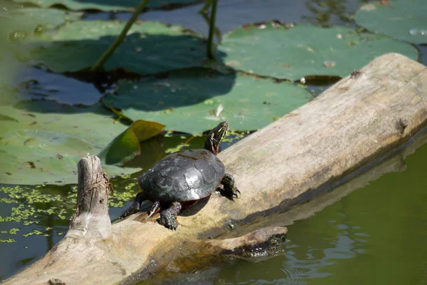 Schildpad Het Water — Stockfoto