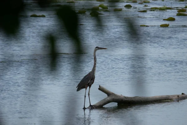 Bird Lake — Stock Photo, Image