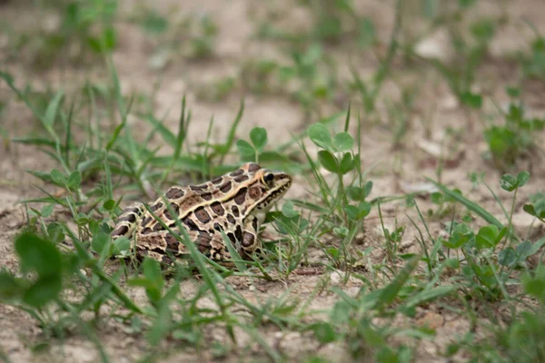 Close View Bug Nature — Photo