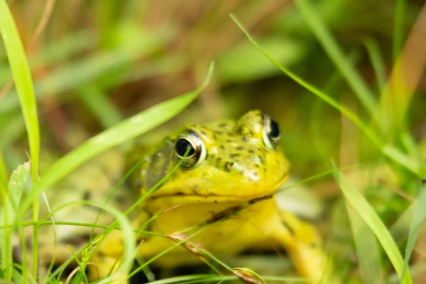 Grenouille Dans Herbe Verte — Photo