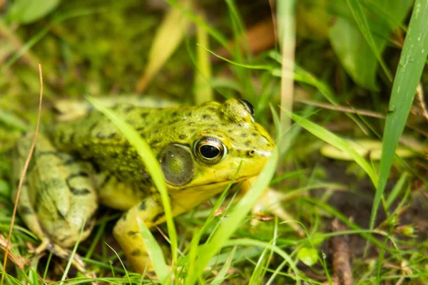 Frog Green Grass Pond — Photo