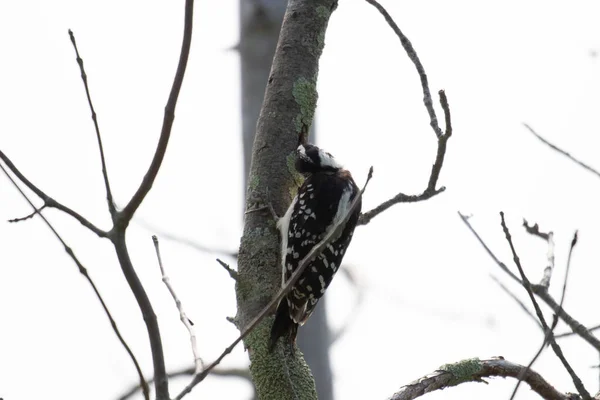 Nahaufnahme Eines Schwarz Weißen Vogels — Stockfoto