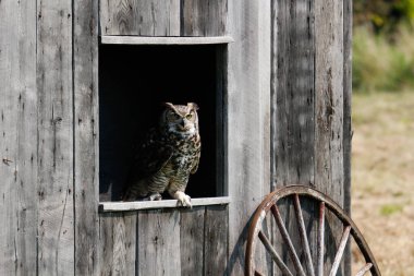 Büyük boynuzlu bir baykuş ilkbahar yuvasından Kuzey Carolina 'daki kıyı kıyıları arası su yoluna doğru uçuyor. Yüksek kalite fotoğraf