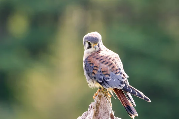 American Kestrel Male Facing Left Landscape View High Quality Photo — Stockfoto