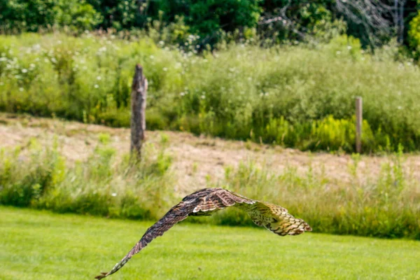 Coastal Great Horned Owl Taking Flight Her Springtime Nest Inter — Stok fotoğraf