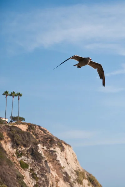 Gaviotas —  Fotos de Stock