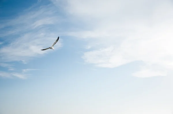 Gaviotas — Foto de Stock