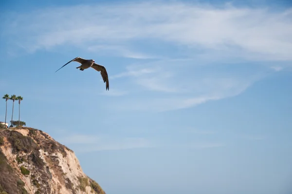 Gaivotas — Fotografia de Stock