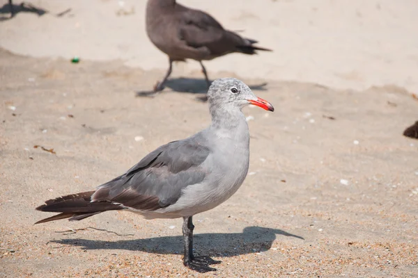 Gaviotas —  Fotos de Stock