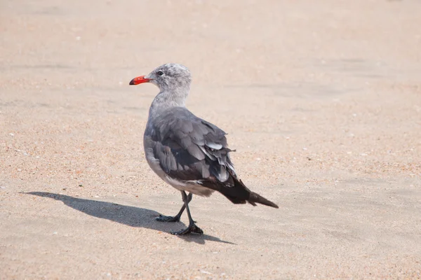 Gaviotas —  Fotos de Stock