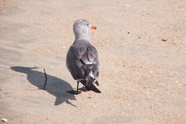 Mouettes et mouettes — Photo