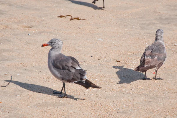 Gaivotas — Fotografia de Stock