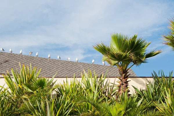 Seagulls — Stock Photo, Image