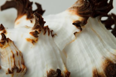 Beyaz arkaplanda deniz kabuğu izole