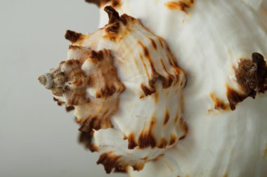 Beyaz arkaplanda deniz kabuğu izole