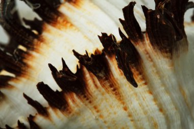 Beyaz arkaplanda deniz kabuğu izole