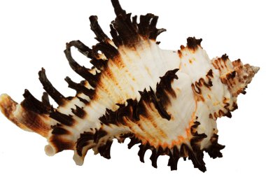 Beyaz arkaplanda deniz kabuğu izole