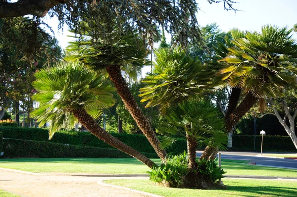 Palmiye ağacı — Stok fotoğraf