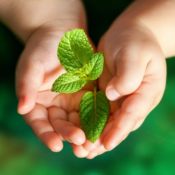 Baby handen met groene plant. — Stockfoto