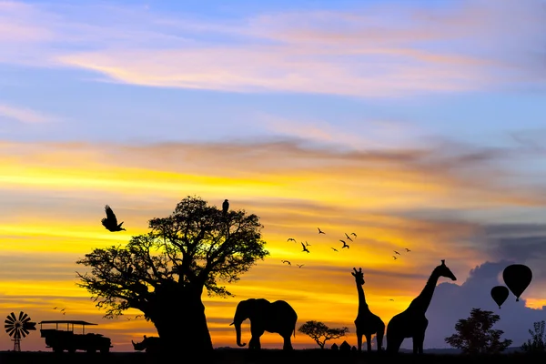 Africké safari scéna při západu slunce. — Stock fotografie
