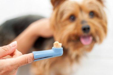 köpek diş fırçası tutan el.