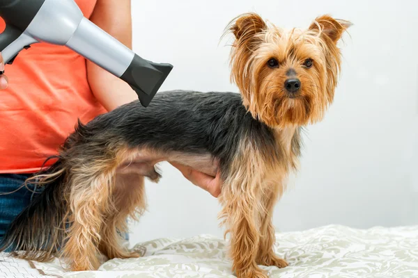 Yorkshire im hundesalon. — Stockfoto