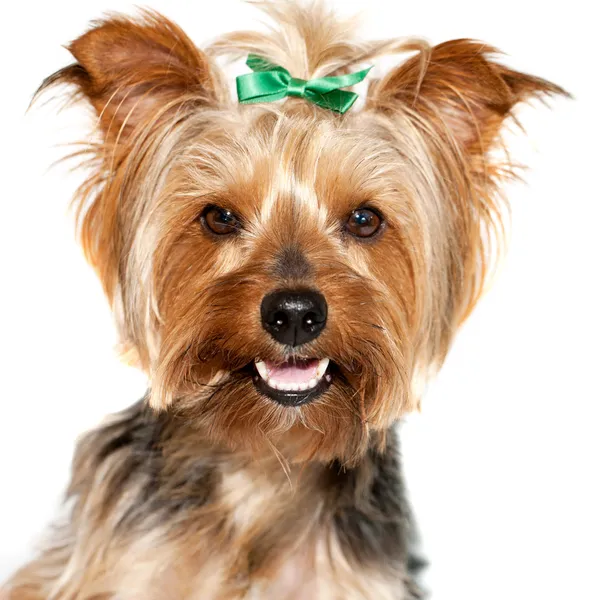 Close up of cute yorkshire dog. — Stock Photo, Image