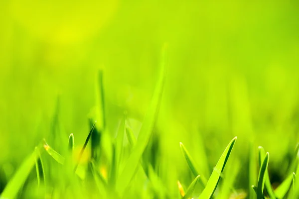 Abstract green grass close up. — Stock Photo, Image