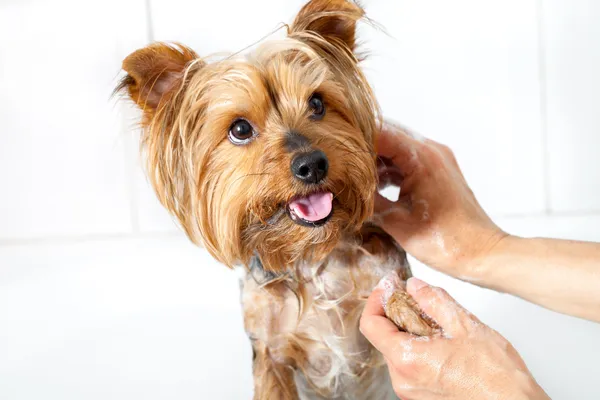 Handen wassen yorkshire hond. — Stockfoto