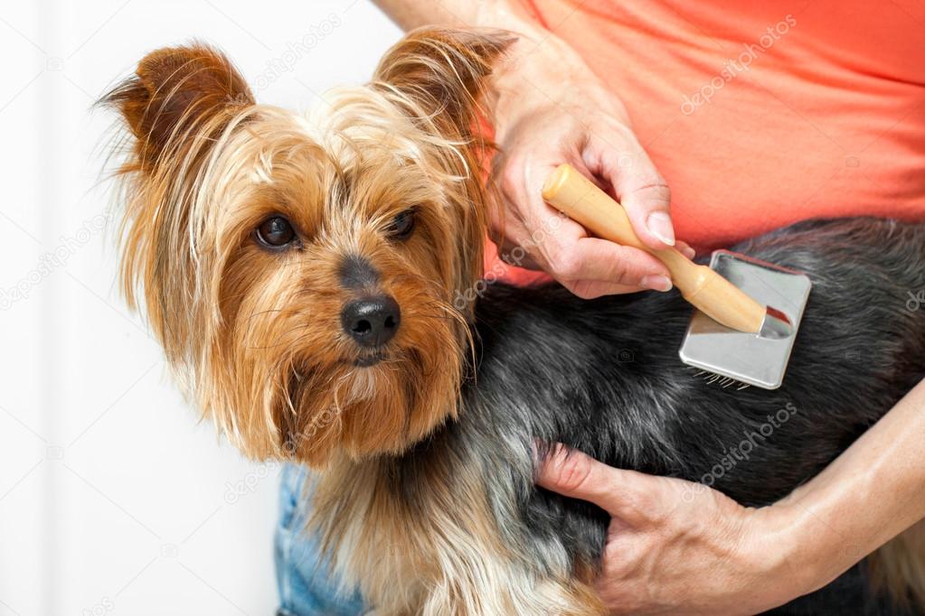 Yorkshire getting brushed.