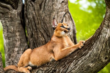 Caracal in tree. clipart