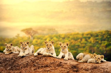 Lion cubs waiting together. clipart