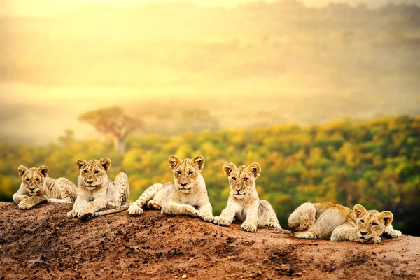 Löwenbabys warten gemeinsam. — Stockfoto