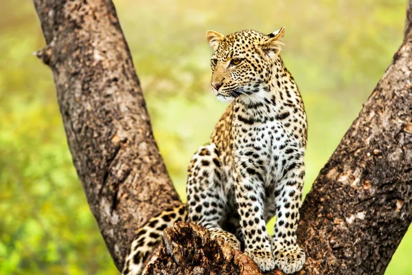 Junger männlicher Leopard im Baum. — Stockfoto