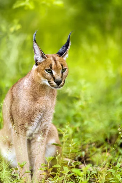 Jeune mâle caracal dans l'herbe . — Photo