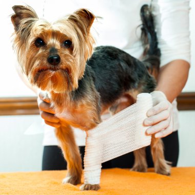 Veteriner köpek bacak kadar bağlama.