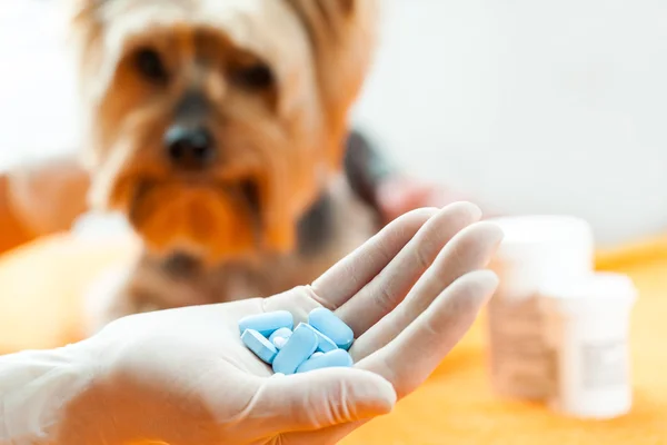 Vet with dog pills. — Stock Photo, Image