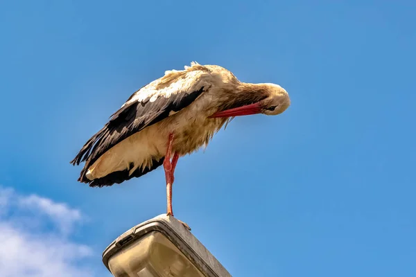 Dospělý Čáp Bílý Ciconia Ciconia Pouliční Lampě Choczewo Pomerania Polsko — Stock fotografie