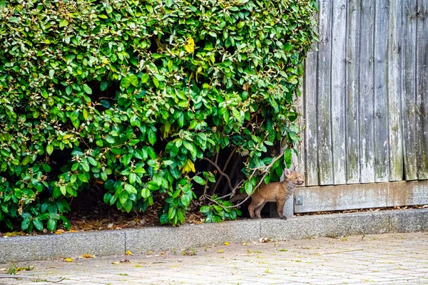Wild Red Baby Fox Vulpes Vulpes London United Kingdom — Stock Photo, Image