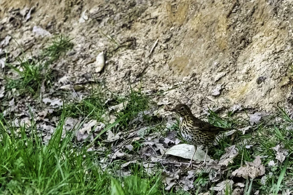 Female Eurasian Blackbird Turdus Merula Known Common Blackbird Windsor Great — Stock Photo, Image